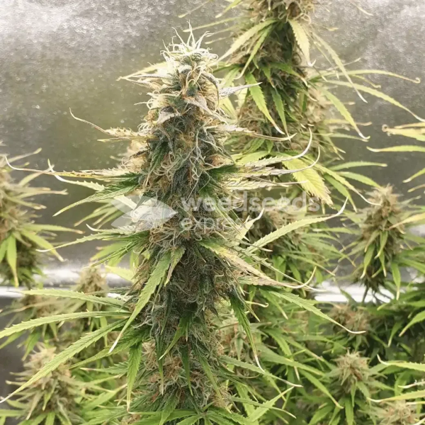 Girl Scout Cookies Extreme Autoflower Seeds