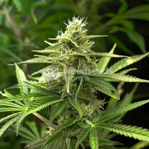 Northern Lights Feminized Cannabis Seeds