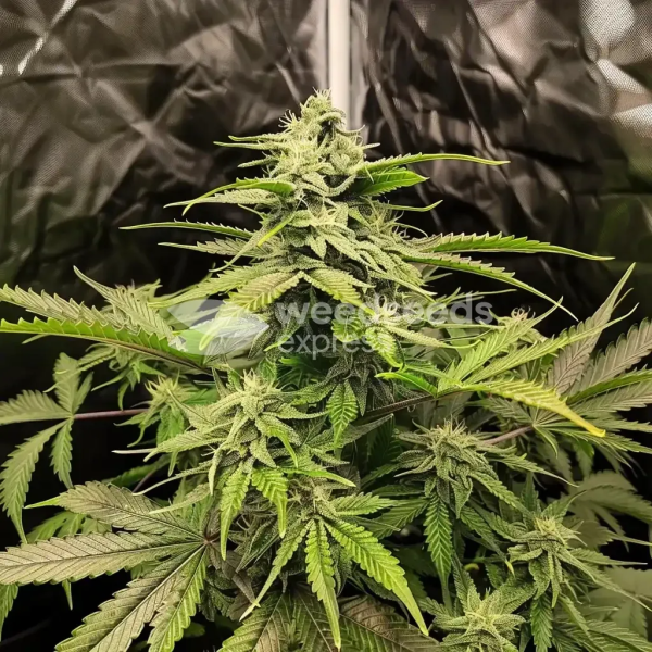 Northern Lights Feminized Cannabis Seeds