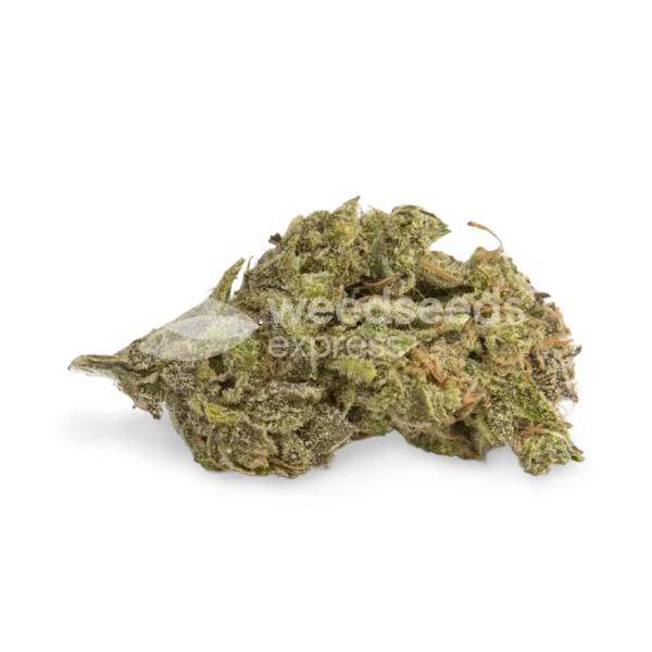 Northern Lights Feminized Cannabis Seeds