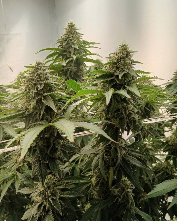 Gary Payton Feminized Seed Gary Payton Feminized Seeds