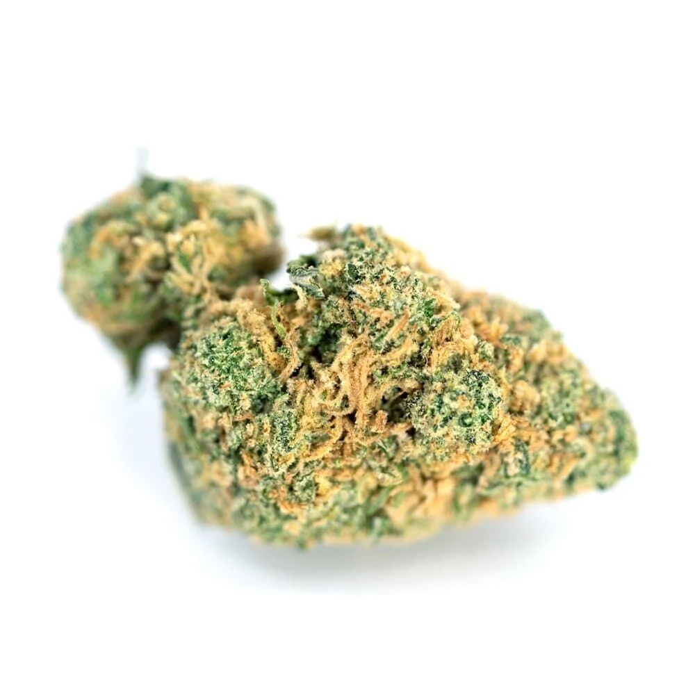 Gelato Feminized Blimburn Seeds