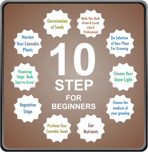 10 Step Beginners Guide To Growing Cannabis In Australia