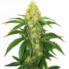 top feminized seeds Australia