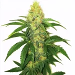 top feminized seeds Australia