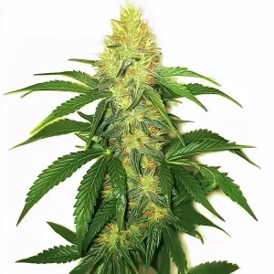 top feminized seeds Australia