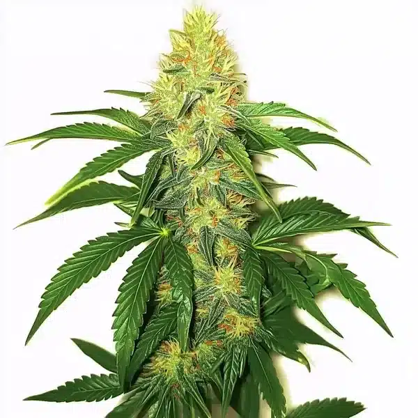 top feminized seeds Australia