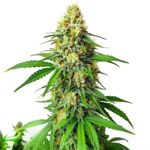 AK47 Auto
