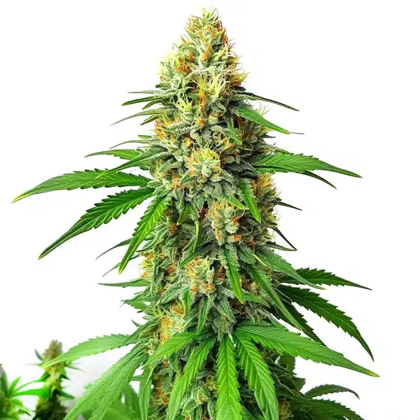 AK47 Auto