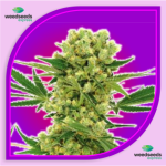 Amnesia Haze Autoflower