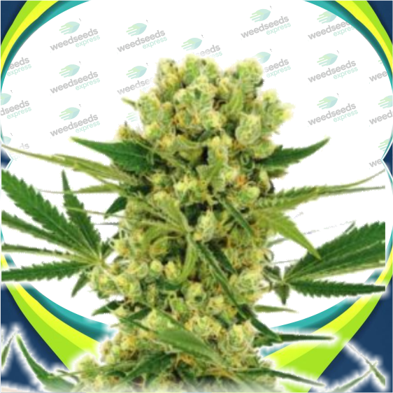 Amnesia Haze Autoflower australia