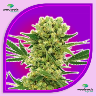 Amnesia Haze Autoflower