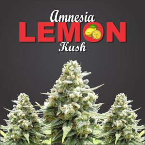 Amnesia Lemon Kush | Lemon Citrus Haze x Kush | Feminized