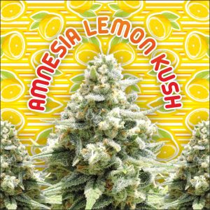 Amnesia Lemon Kush | Lemon Citrus Haze x Kush | Feminized