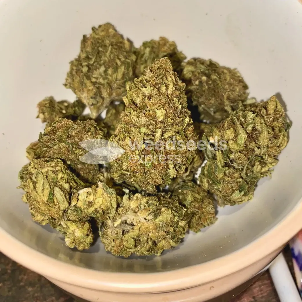 Black Domina Seeds