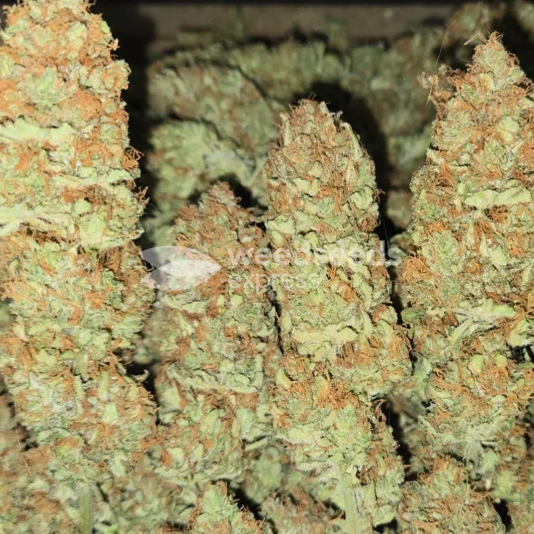 Black Domina Seeds