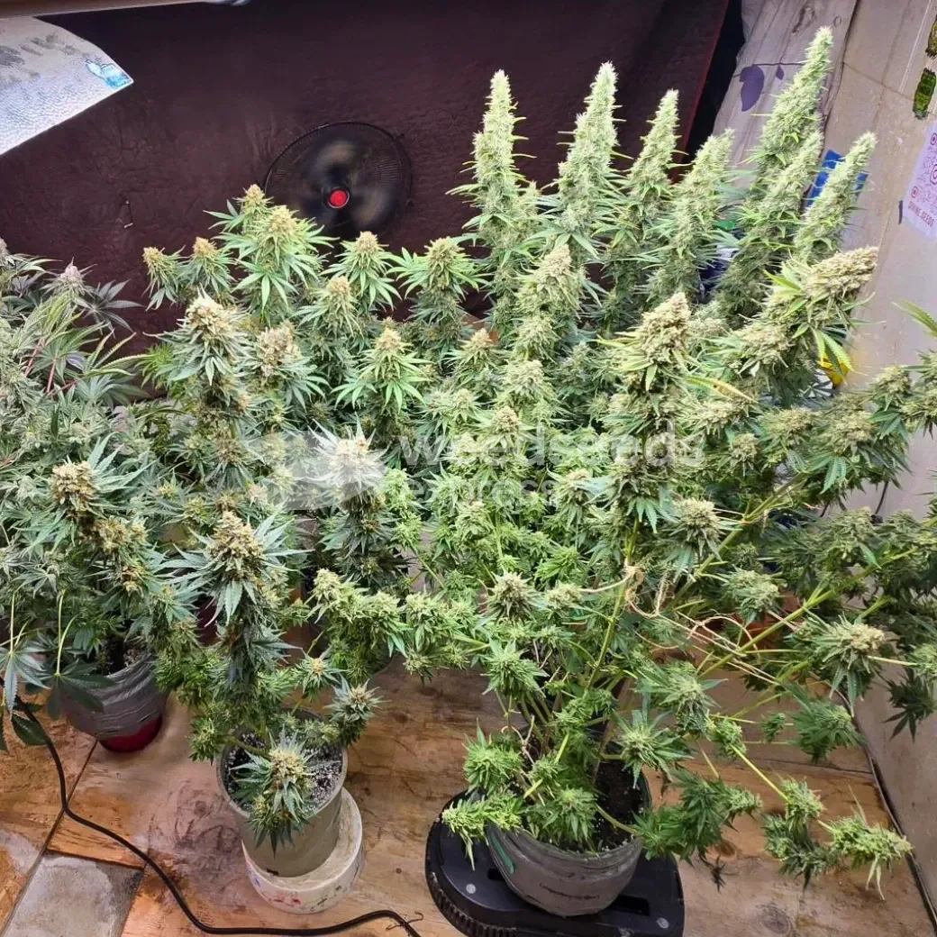 Black Domina Seeds