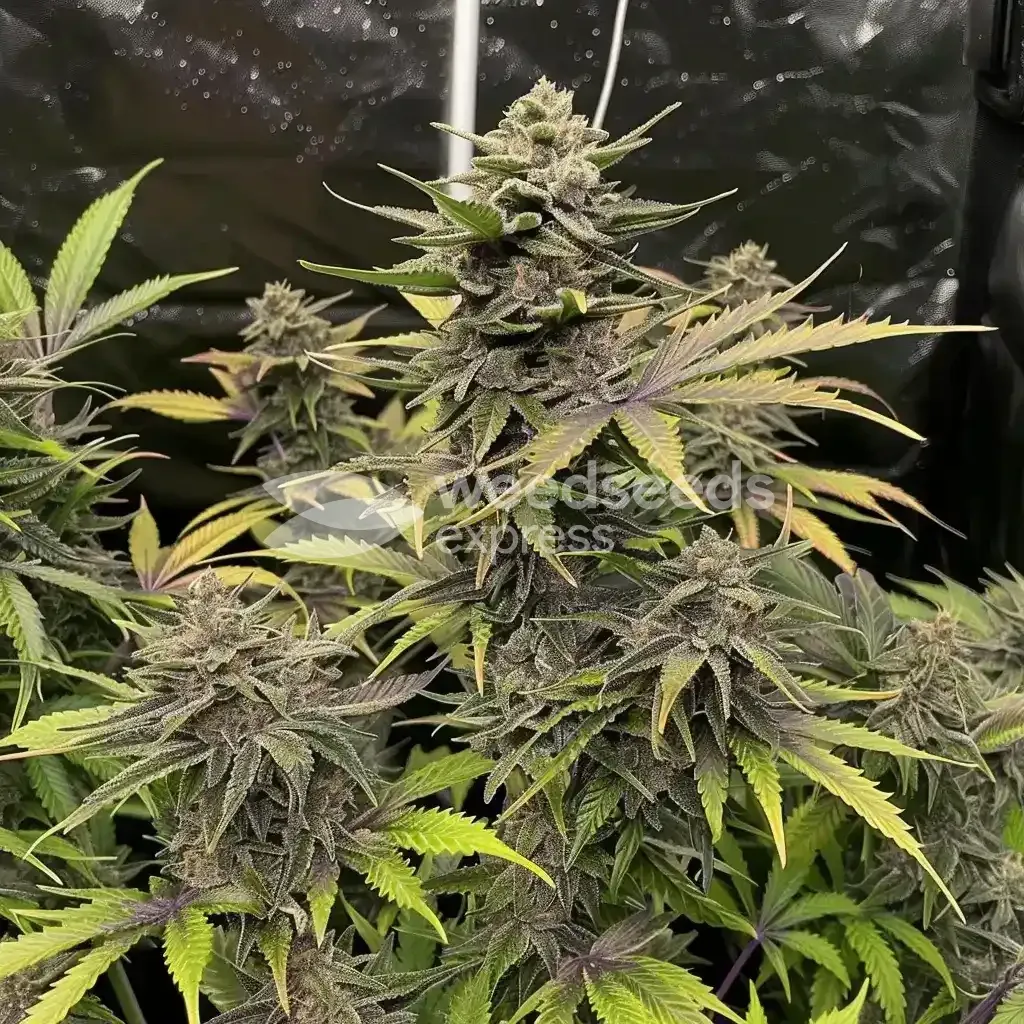 Blackjack Feminized Cannabis Seeds