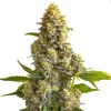 Bruce Banner Autoflower Cannabis Seeds
