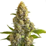 Bruce Banner Autoflower Cannabis Seeds