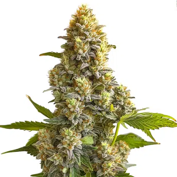 Bruce Banner Autoflower Cannabis Seeds