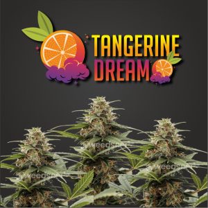 Tangerine Dream Feminized Seeds | Citrus Sativa Dominant Hybrid
