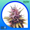 Zkittlez Feminized Herbies