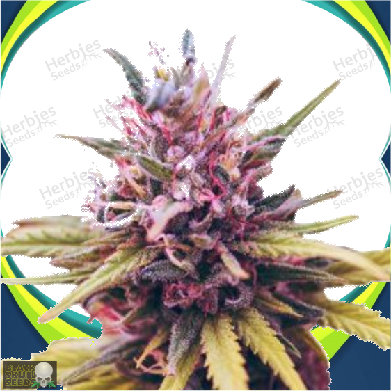 Zkittlez Feminized Herbies