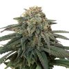 ACDC Feminized Cannabis Seeds