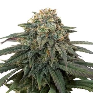 ACDC Feminized Cannabis Seeds