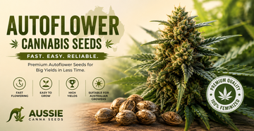 autoflower seeds australia