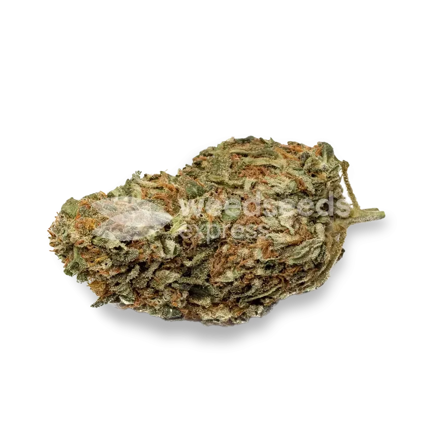 Black Domina Seeds