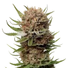 Black Domina Seeds