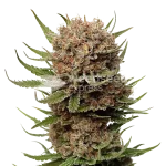 Black Domina Seeds