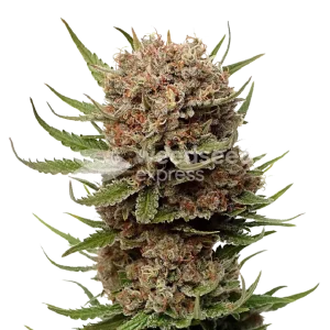 Black Domina Seeds