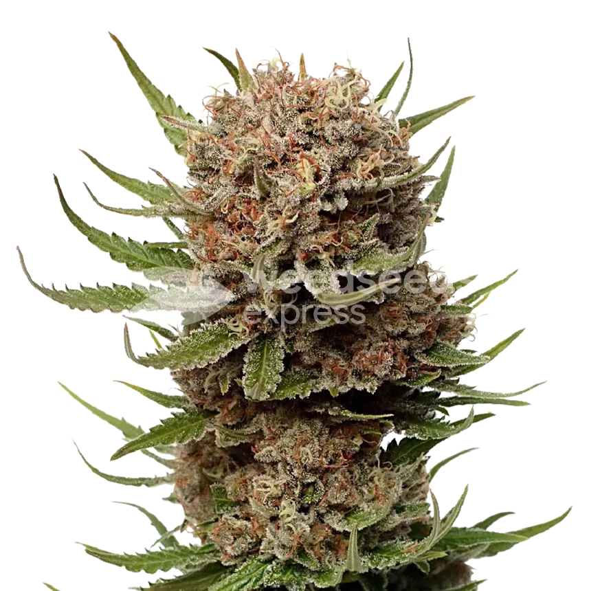 Black Domina Seeds