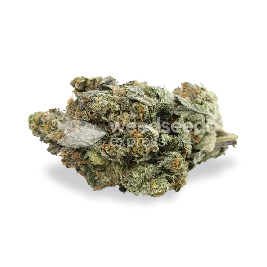 Blackjack Feminized Cannabis Seeds