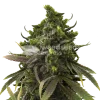 Blackjack Feminized Cannabis Seeds
