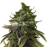 Blackjack Feminized Cannabis Seeds