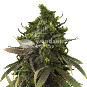 Blackjack Feminized Cannabis Seeds