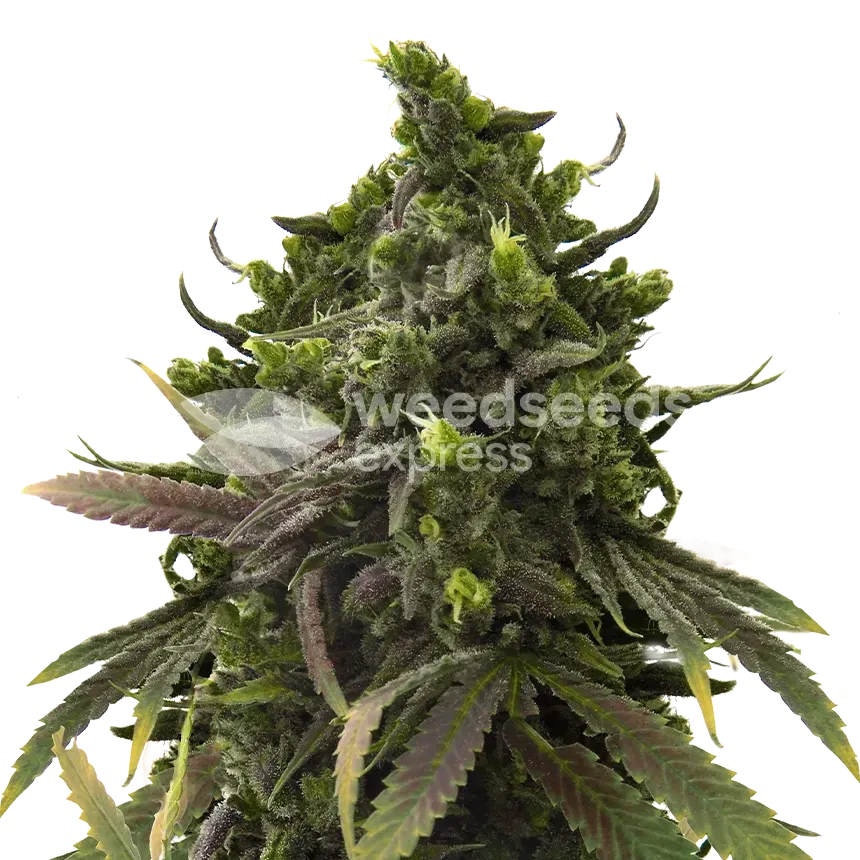 Blackjack Feminized Cannabis Seeds
