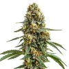Durban Poison Feminized