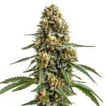 Durban Poison Feminized