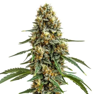 Durban Poison Feminized