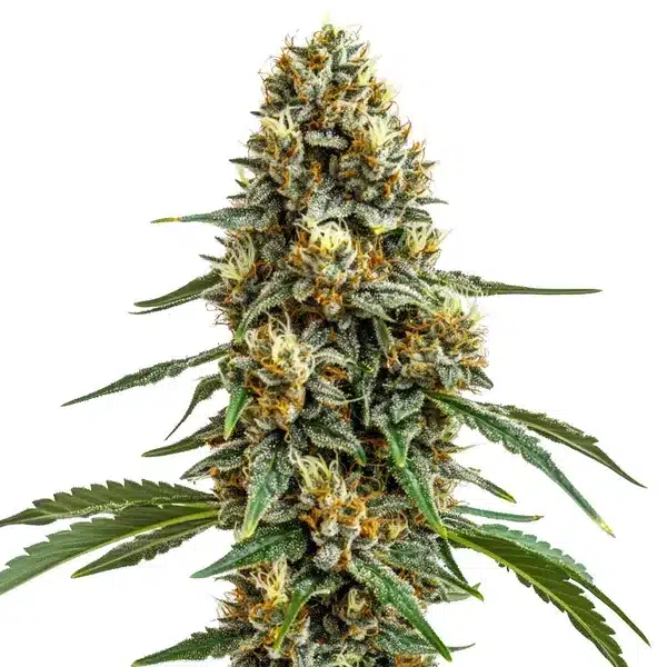 Durban Poison Feminized