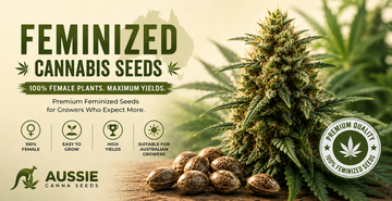 feminized cannabis seeds aussie canna
