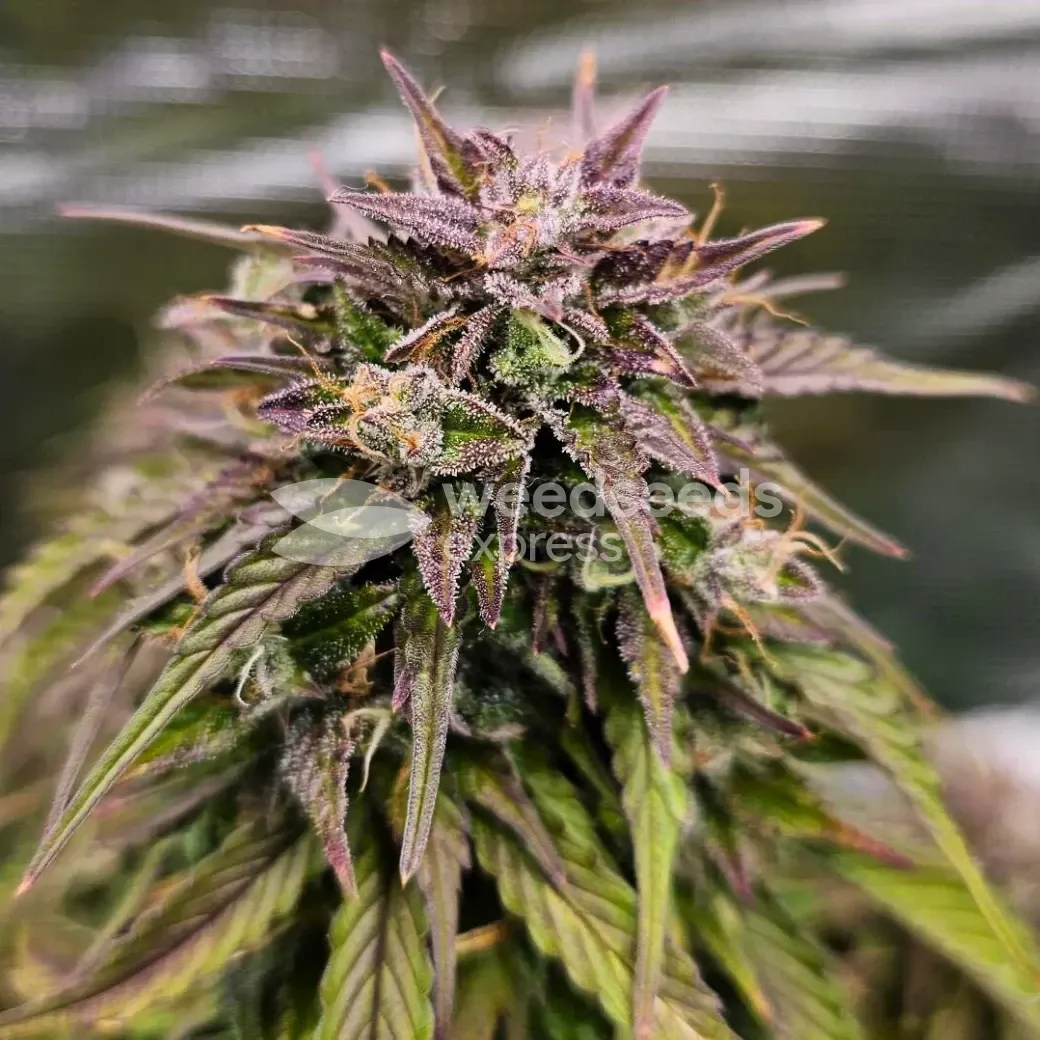Fat Bastard Auto Seeds