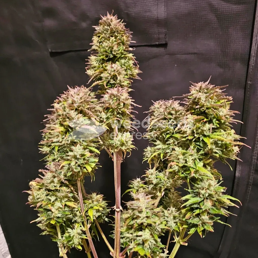 Fat Bastard Auto Seeds