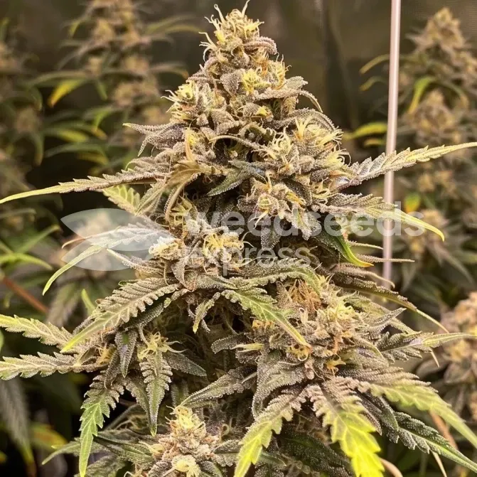 Fat Bastard Seeds