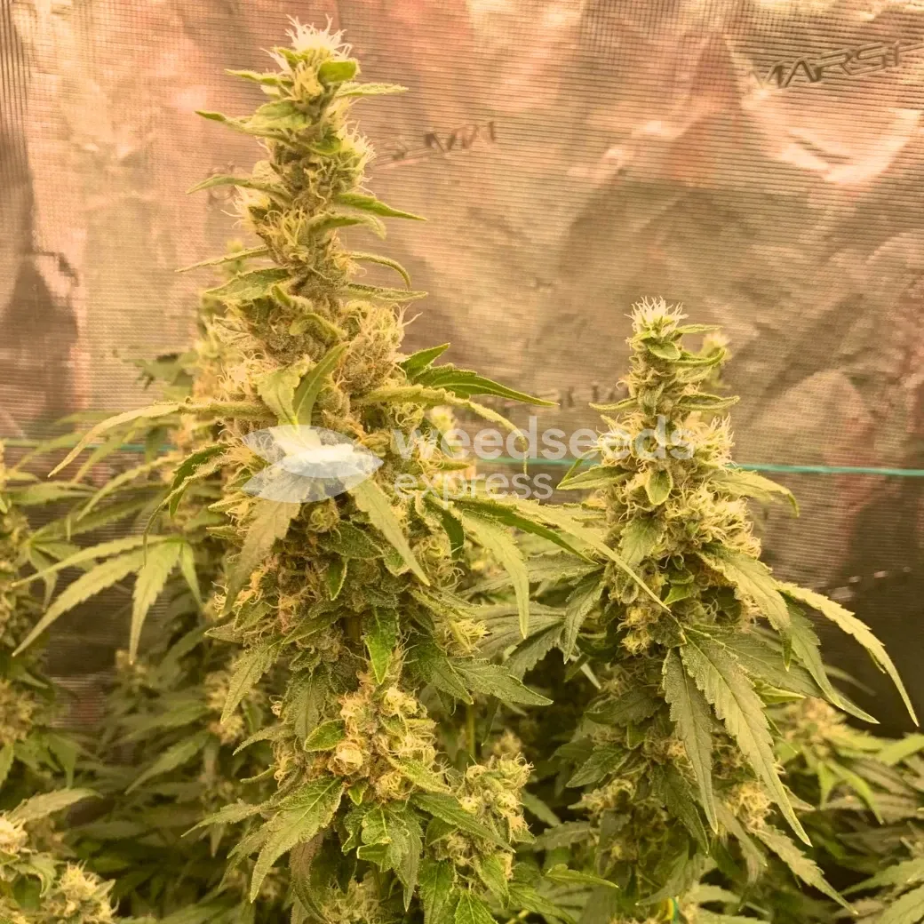 Fat Bastard Seeds